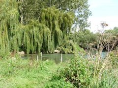 Duxford Ford and it's beautiful willow trees - England.
