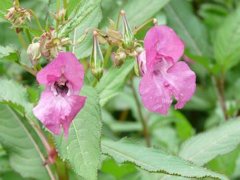 Himalayan Balsam growing alongside the River Thames in England.